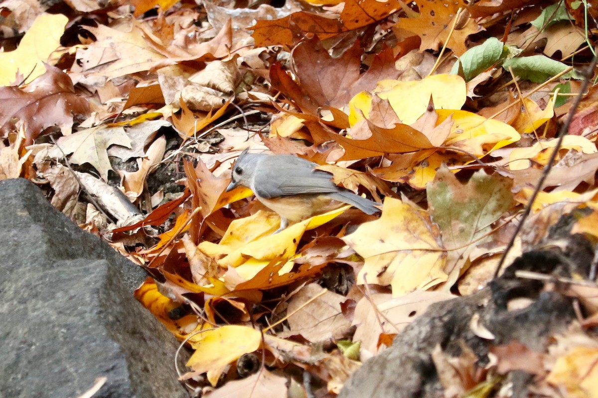 Tufted Titmouse - ML645642784