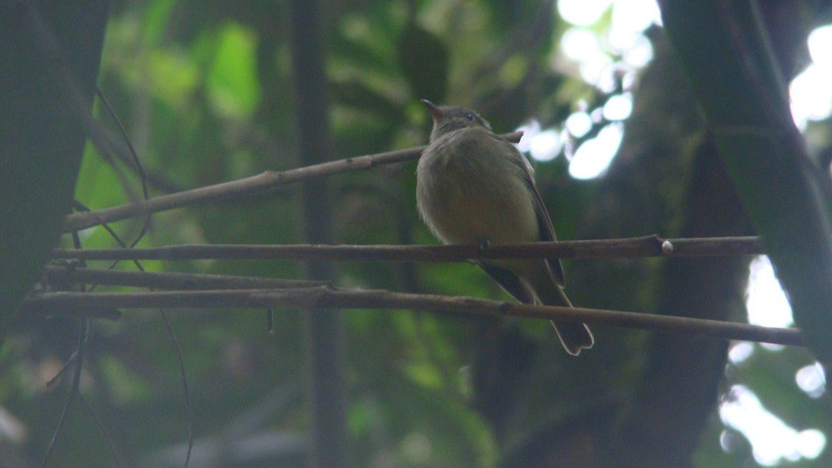 Wied's Tyrant-Manakin - ML645642785