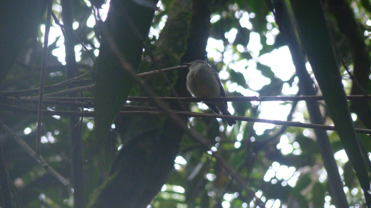 Wied's Tyrant-Manakin - ML645642786