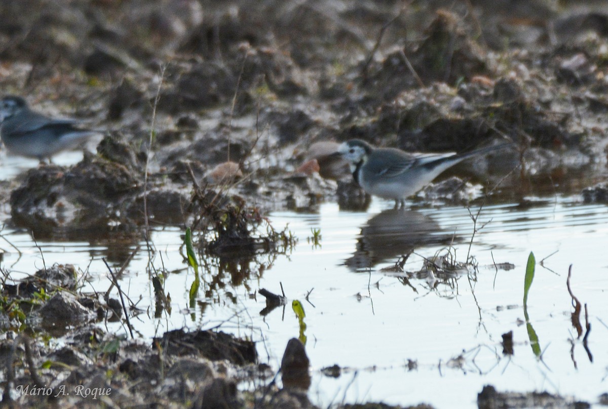 White Wagtail - ML645642787