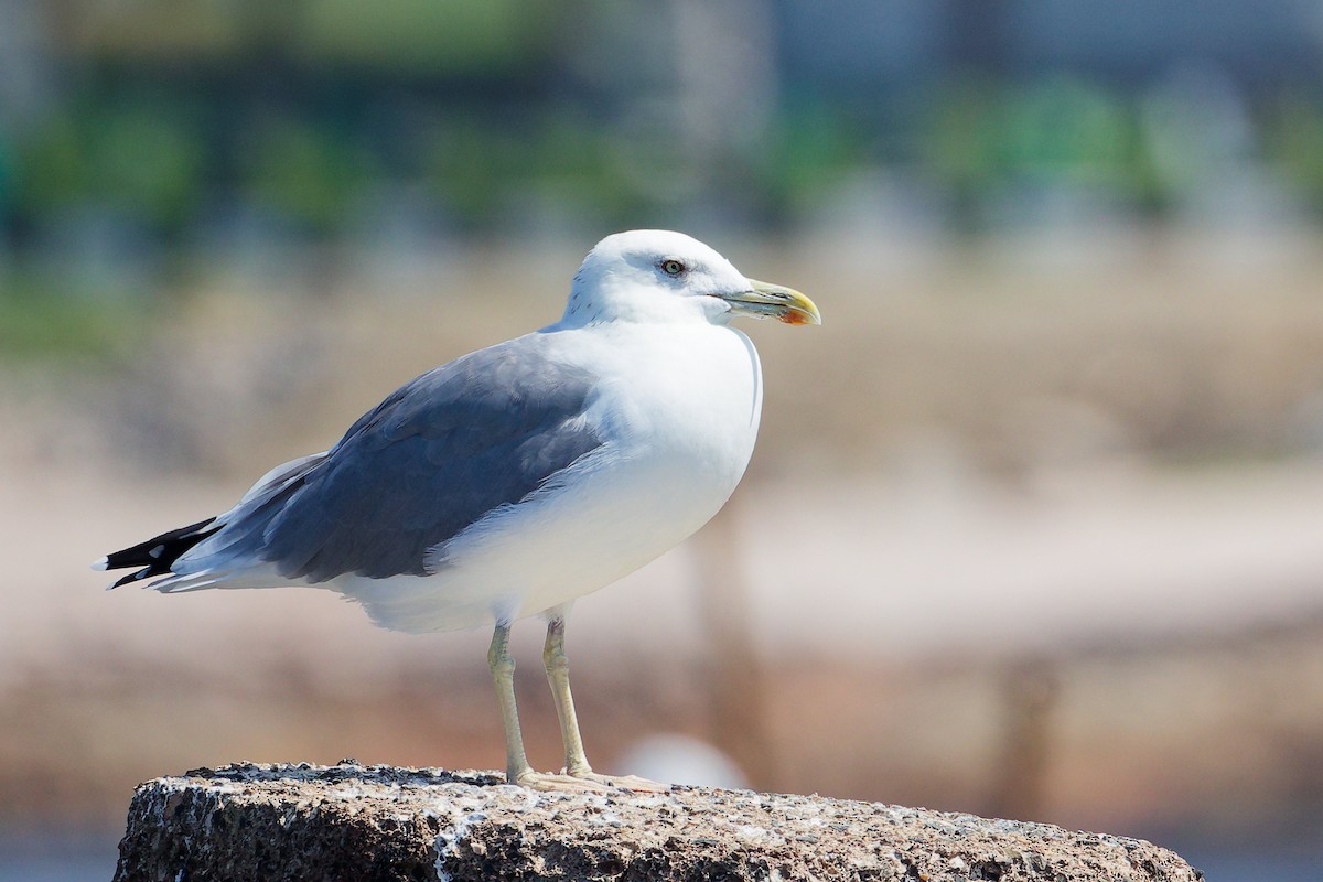 Lesser Black-backed Gull - ML645642788