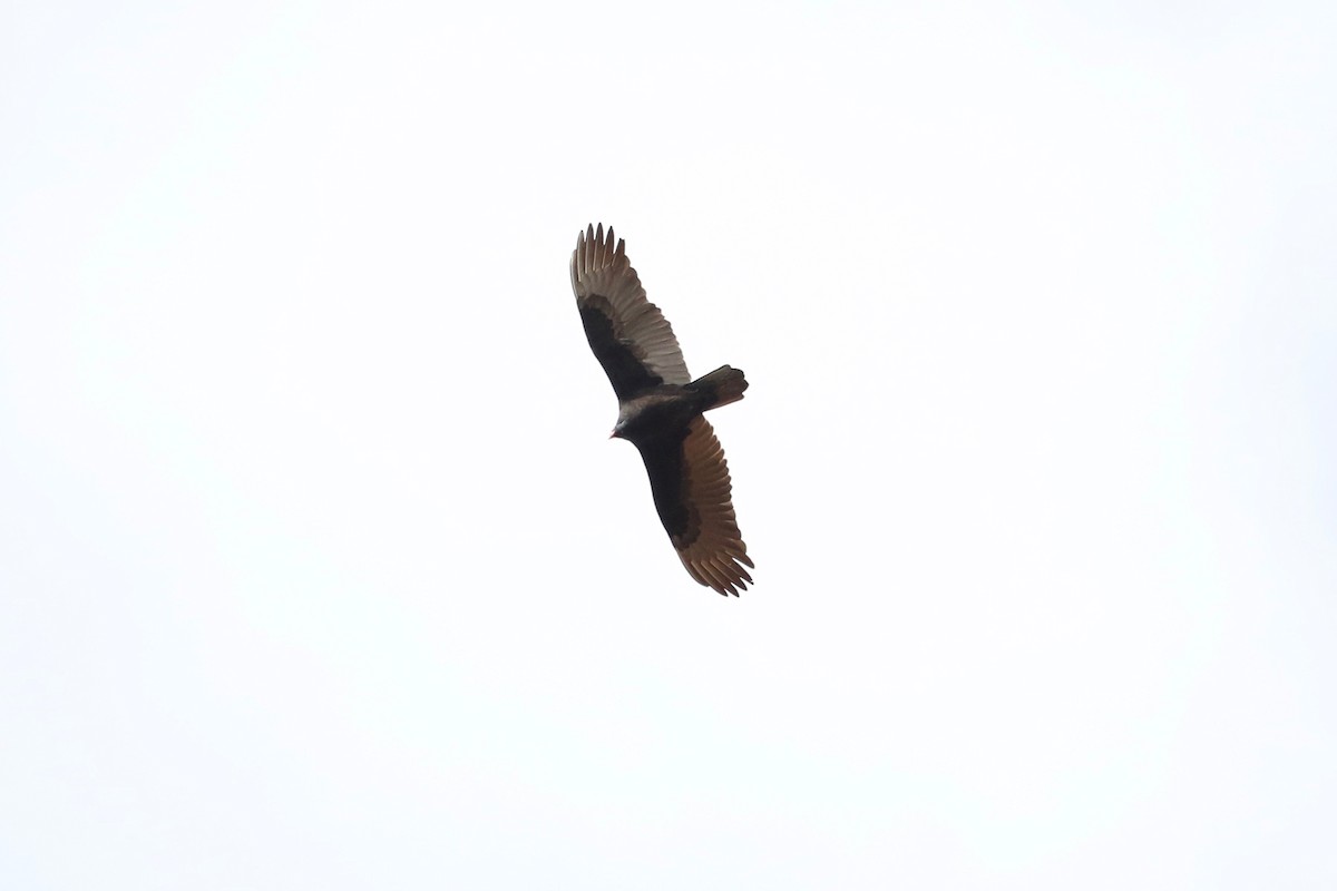 Turkey Vulture - ML645642789