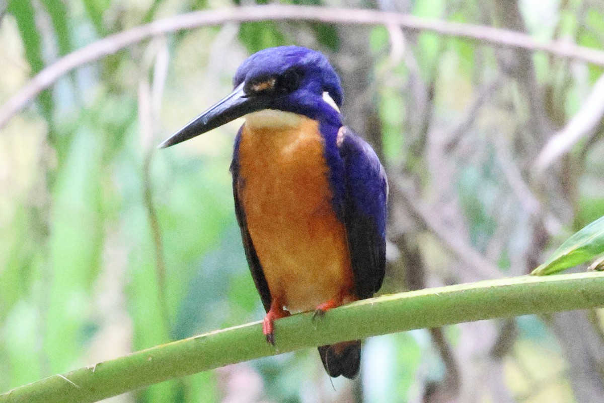 Azure Kingfisher - ML645642790