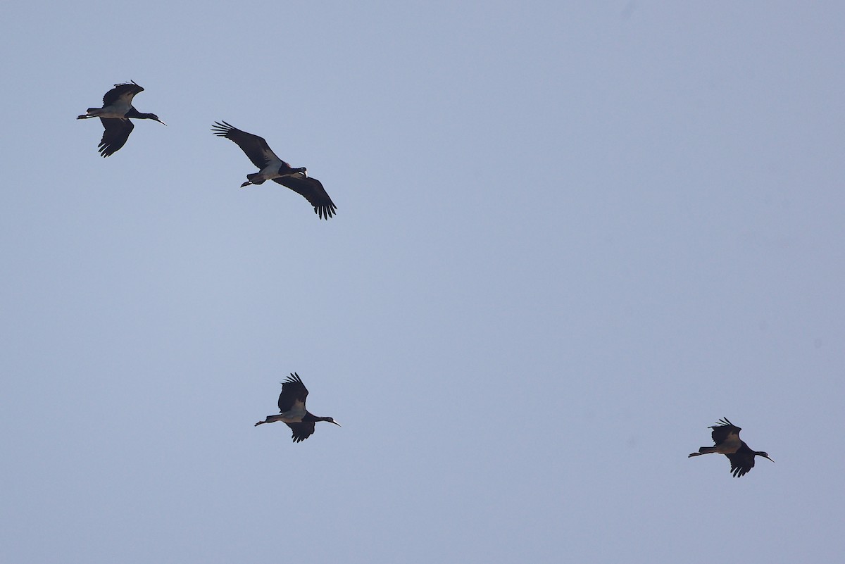 Abdim's Stork - ML645642794