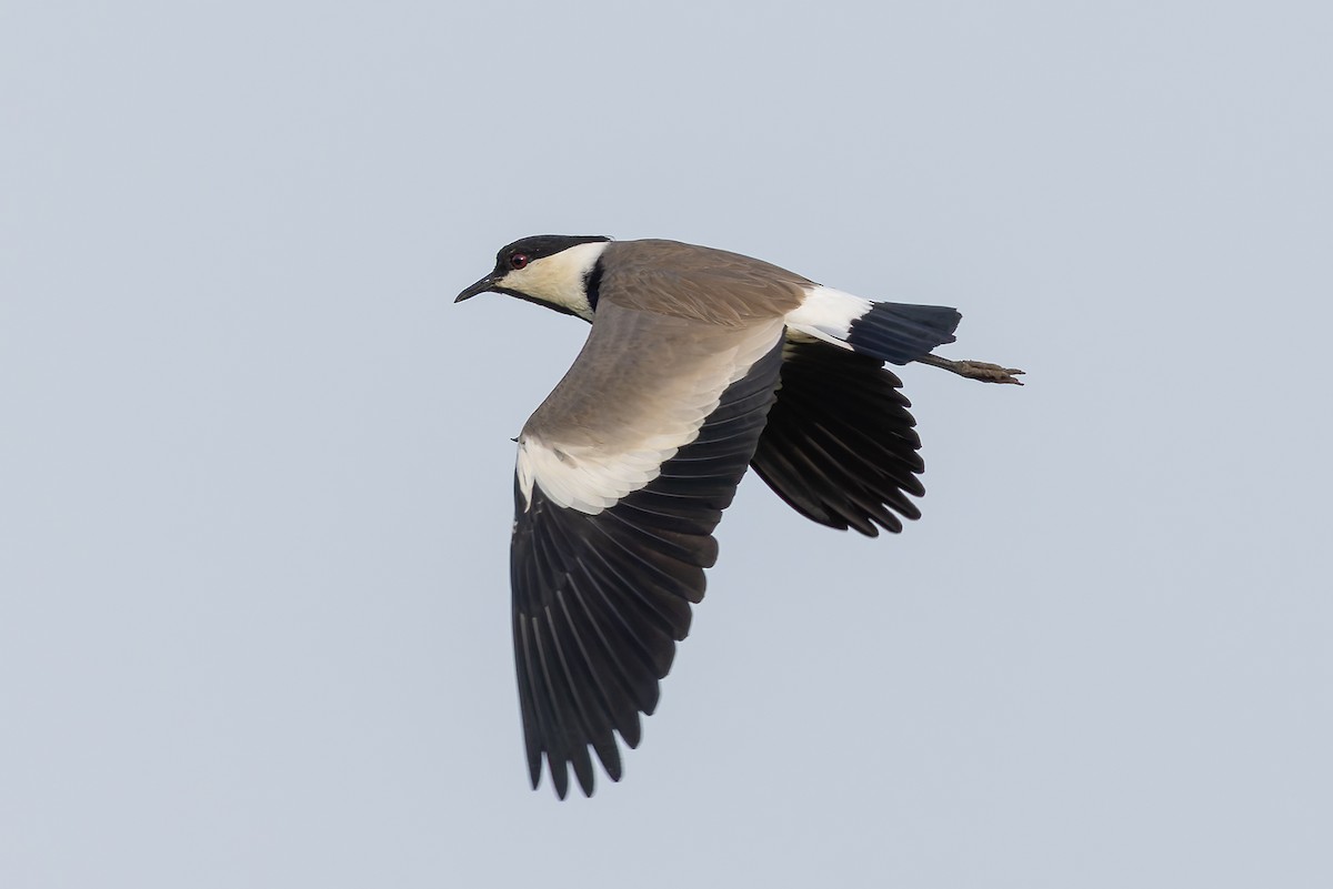 Vanneau à éperons - ML645642801