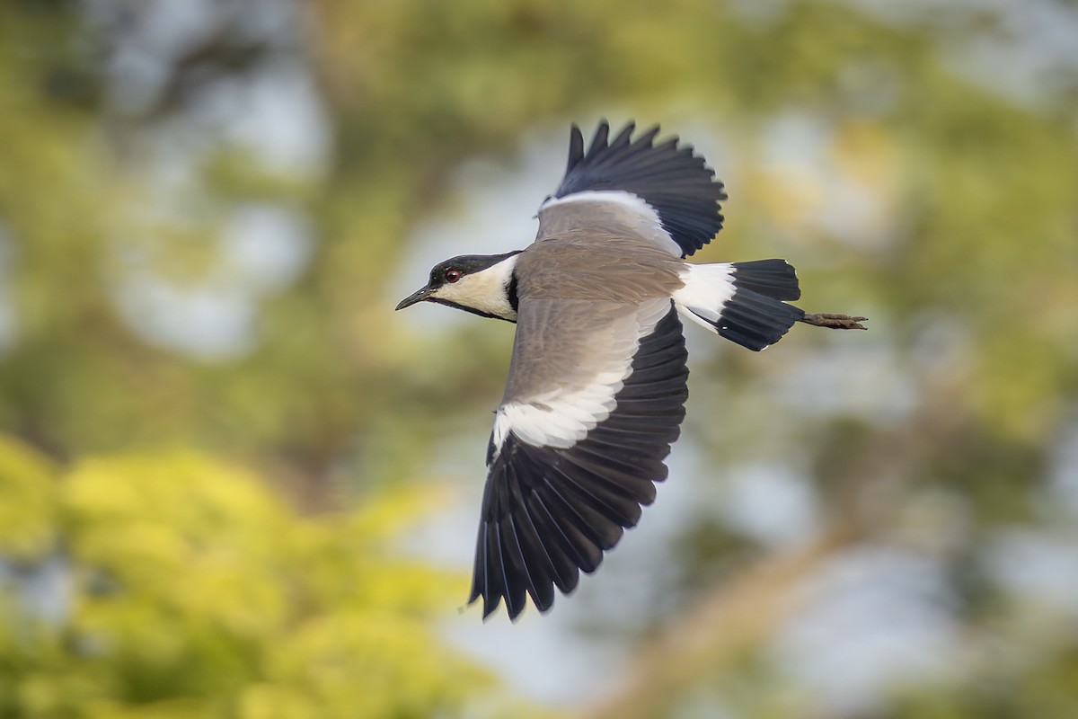 Vanneau à éperons - ML645642802