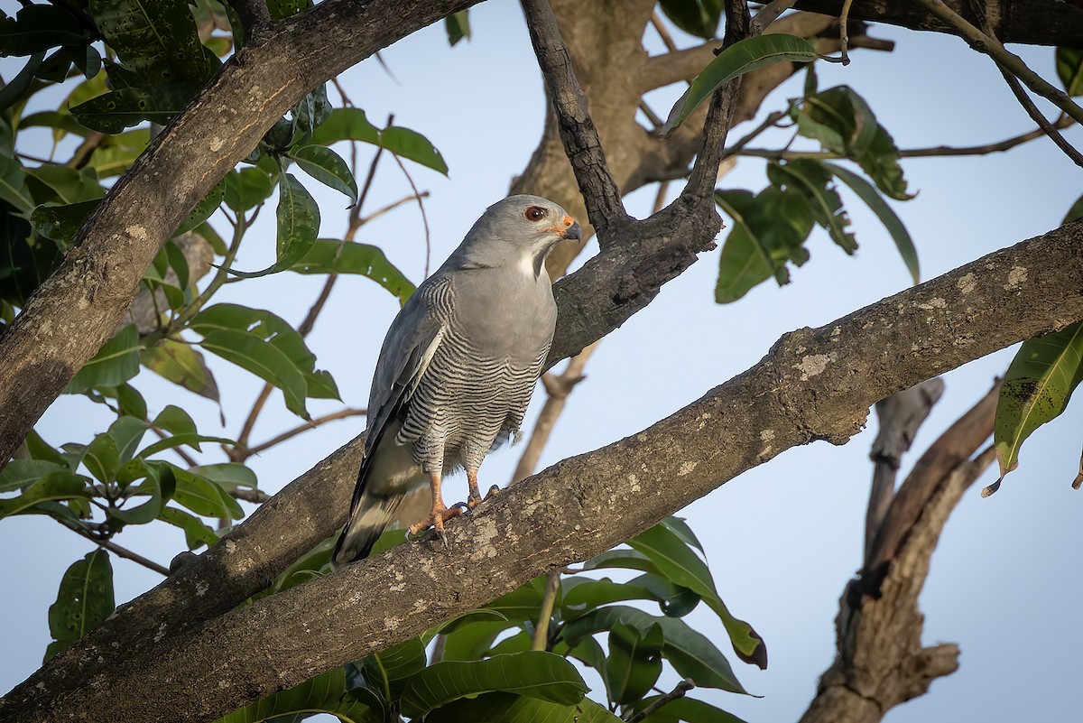 Ящеричный ястребок - ML645642810