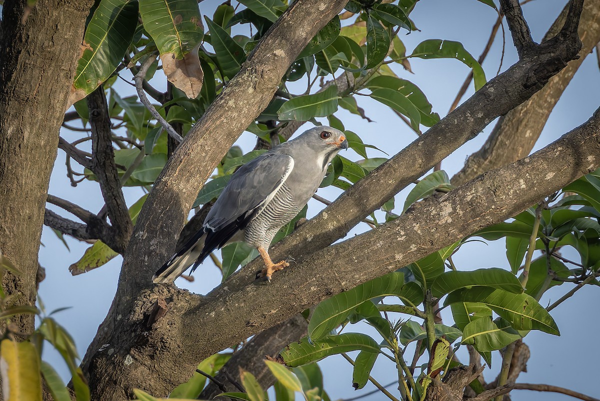 Ящеричный ястребок - ML645642811