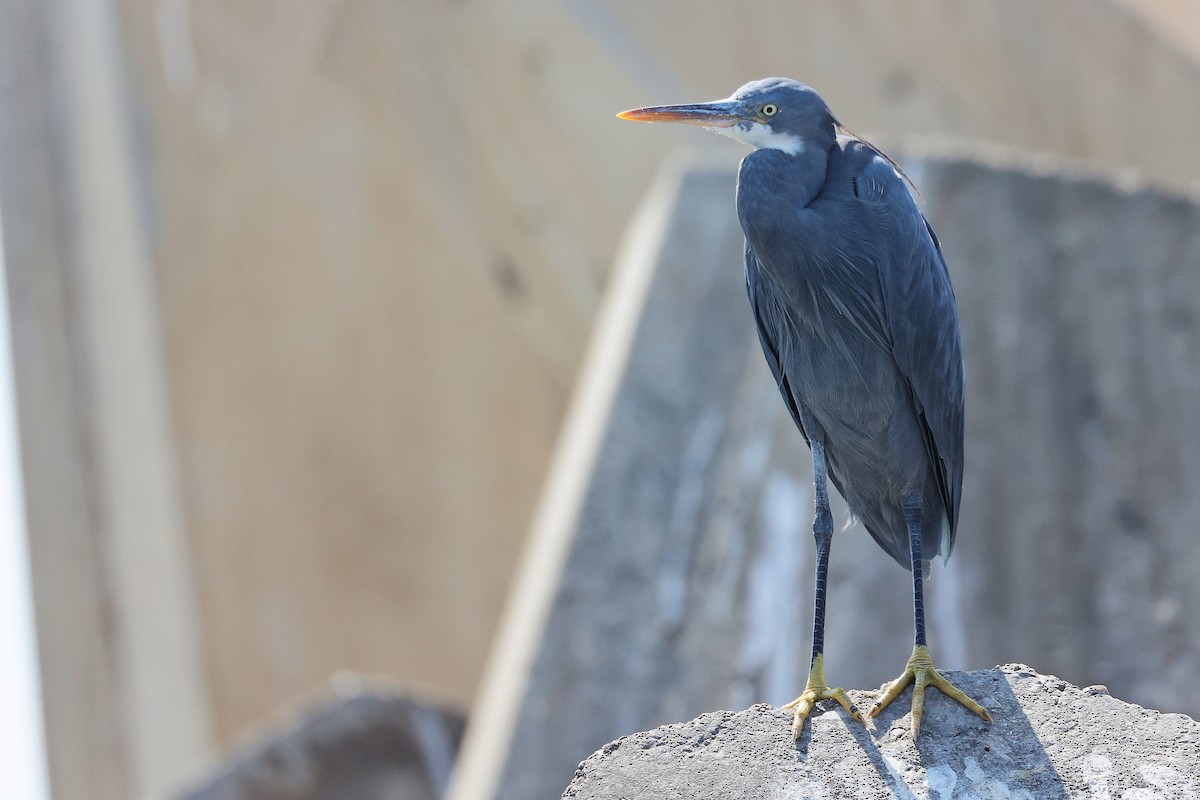 Aigrette à gorge blanche - ML645642823