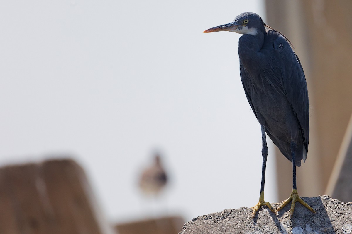 Aigrette à gorge blanche - ML645642828