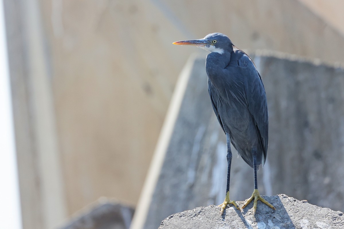 Aigrette à gorge blanche - ML645642829