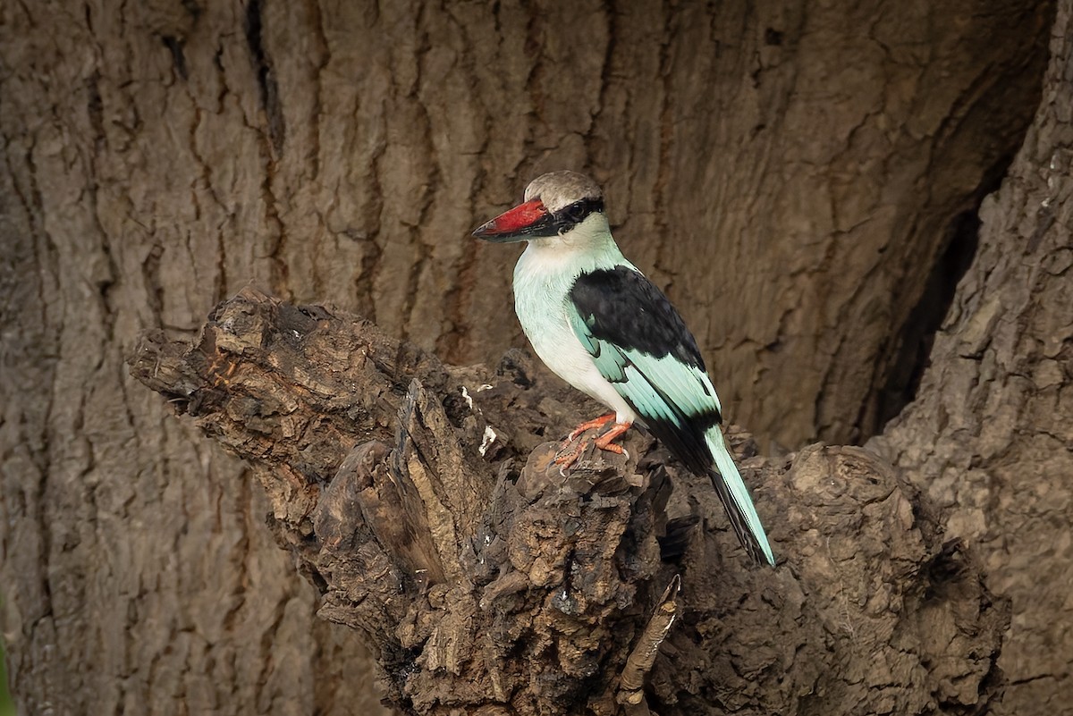 Blue-breasted Kingfisher - ML645642830