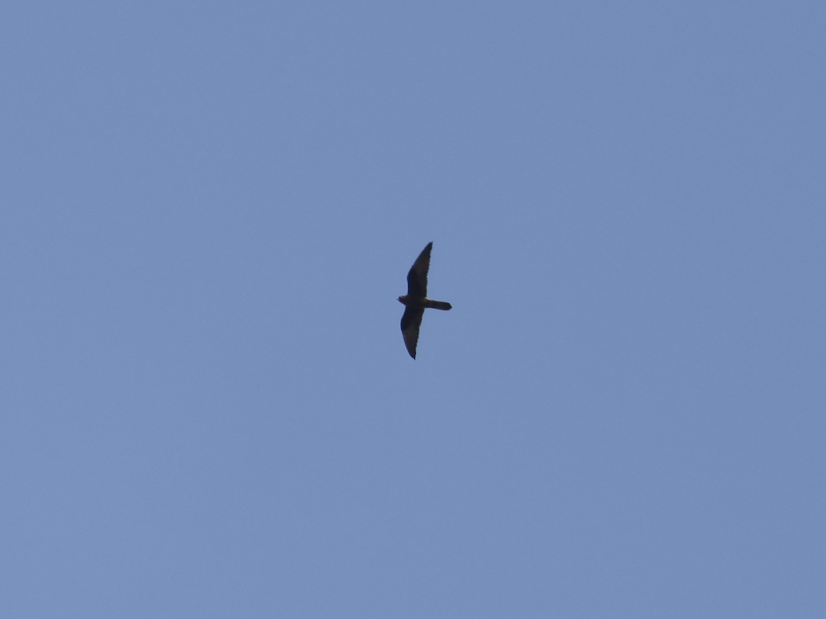 ostříž jižní - ML645642838