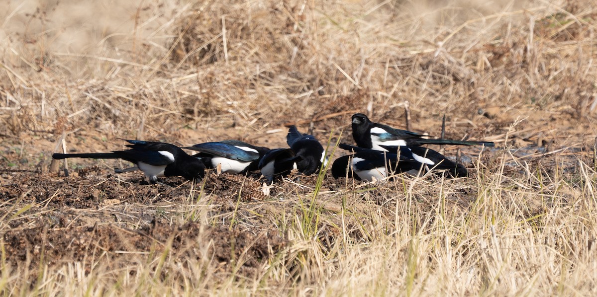 Orientelster - ML645642839