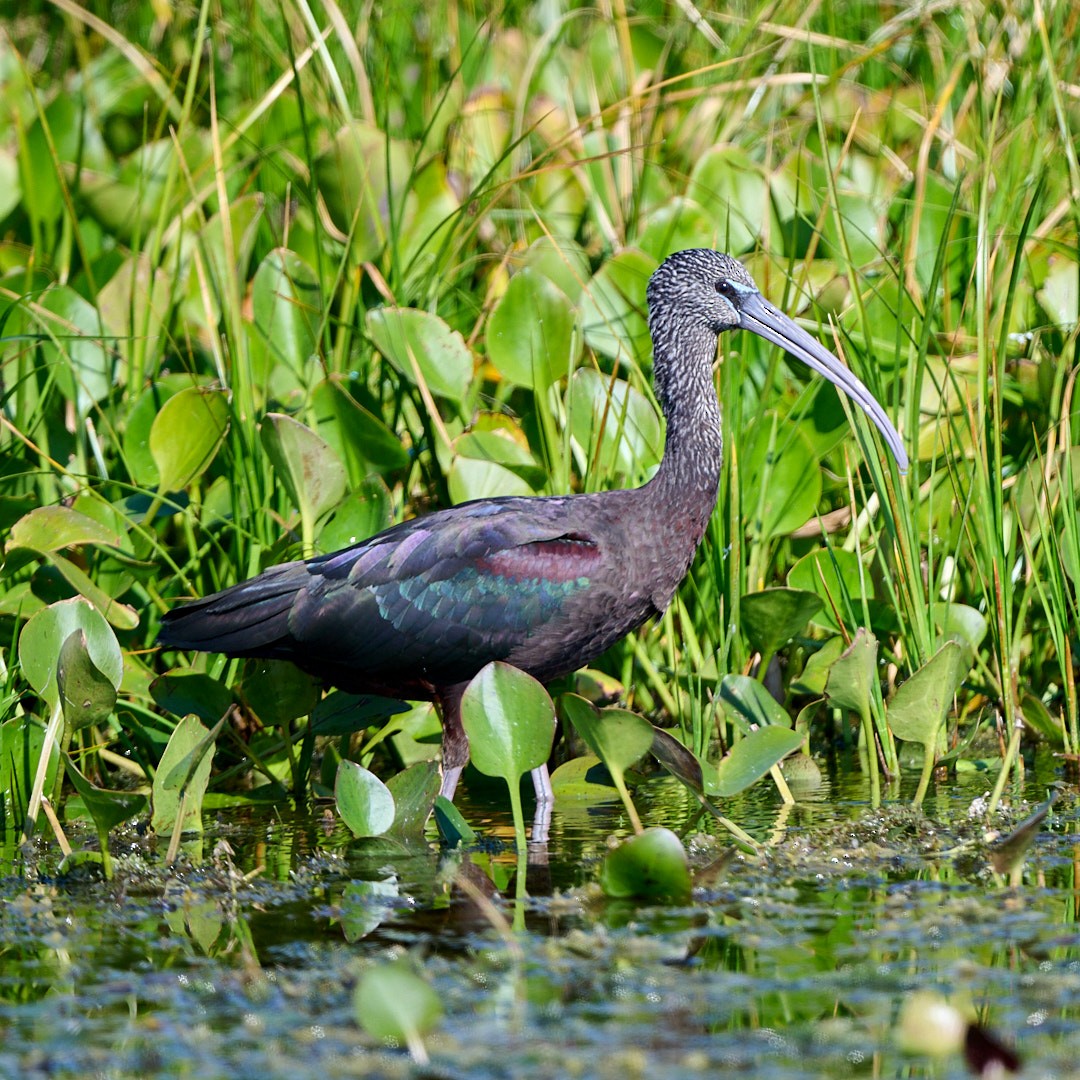 Glossy Ibis - ML645642845