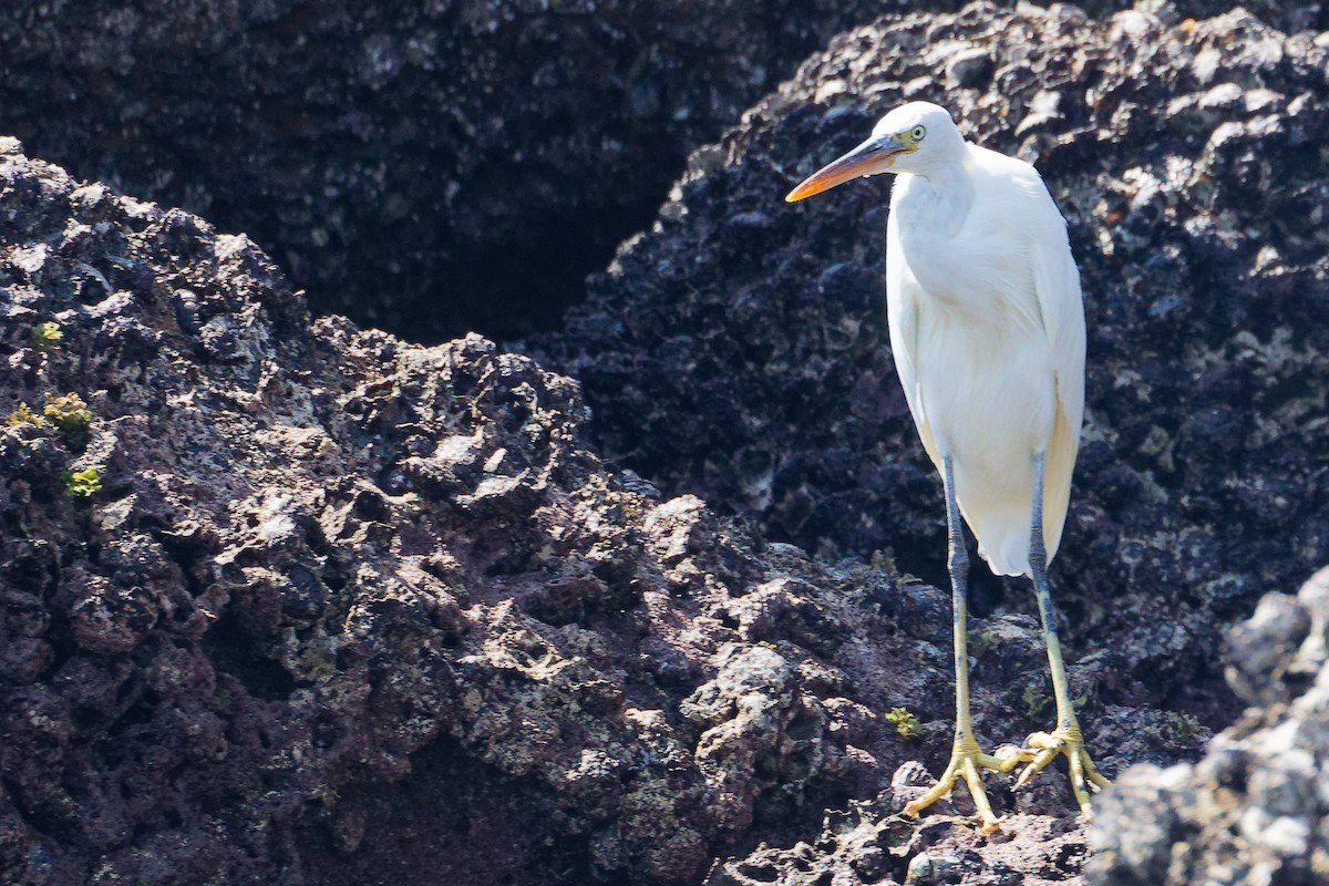 Aigrette à gorge blanche - ML645642867
