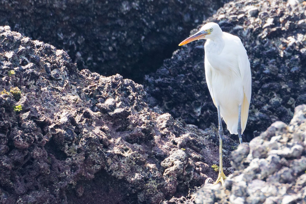 Aigrette à gorge blanche - ML645642868