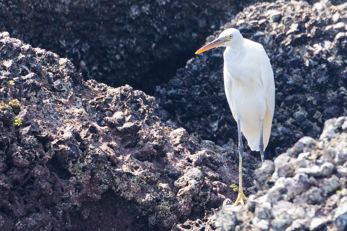 Aigrette à gorge blanche - ML645642869