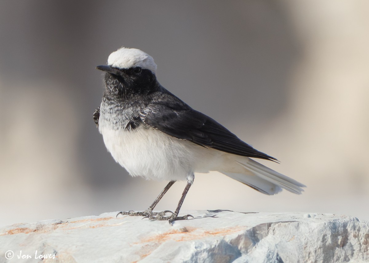 סלעית נזירה - ML645642882