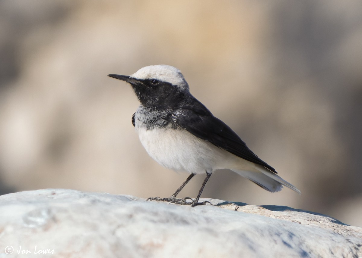 סלעית נזירה - ML645642883