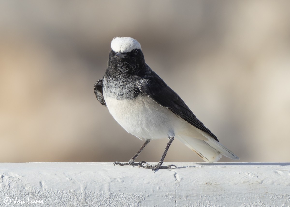 סלעית נזירה - ML645642884
