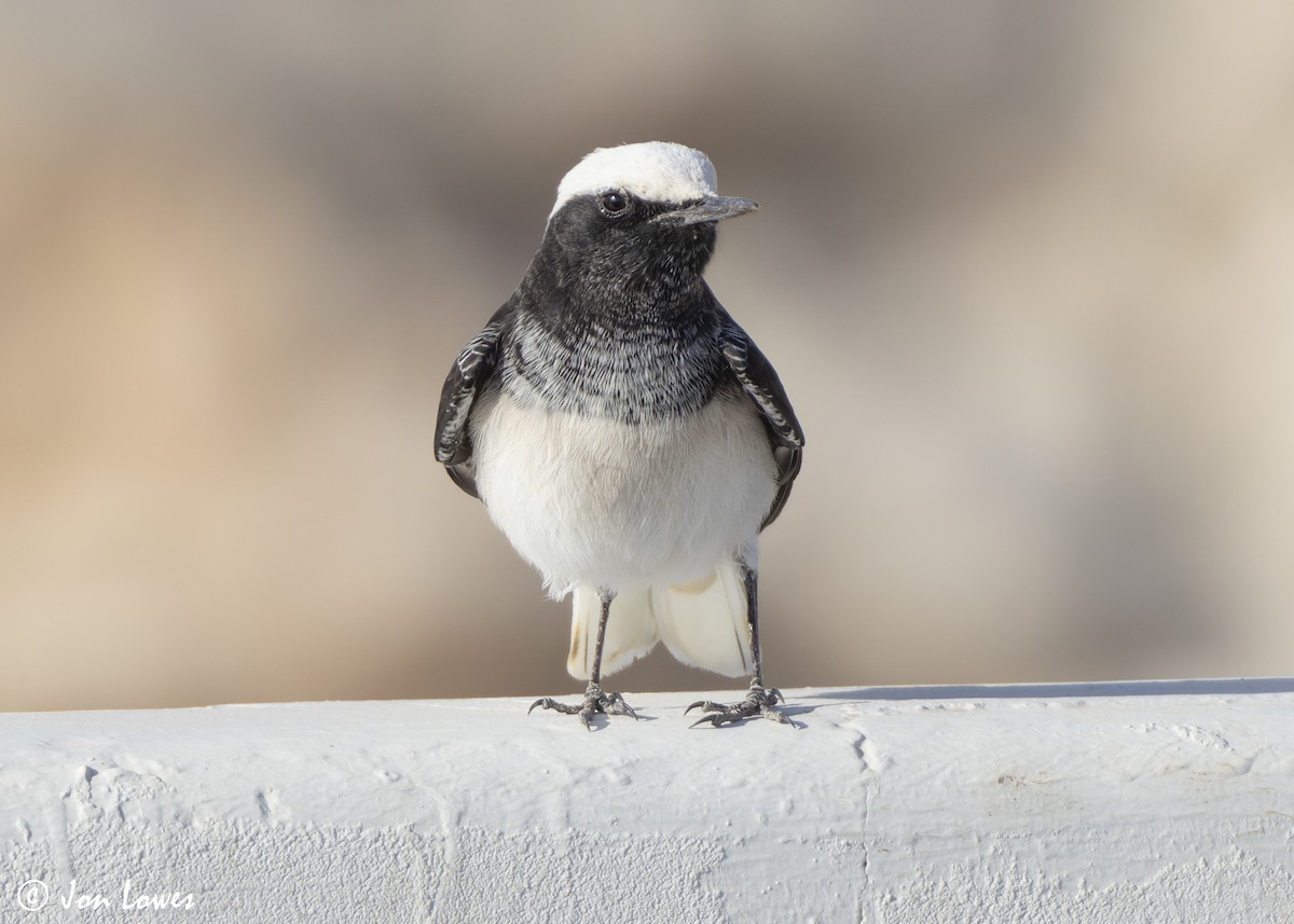 סלעית נזירה - ML645642885