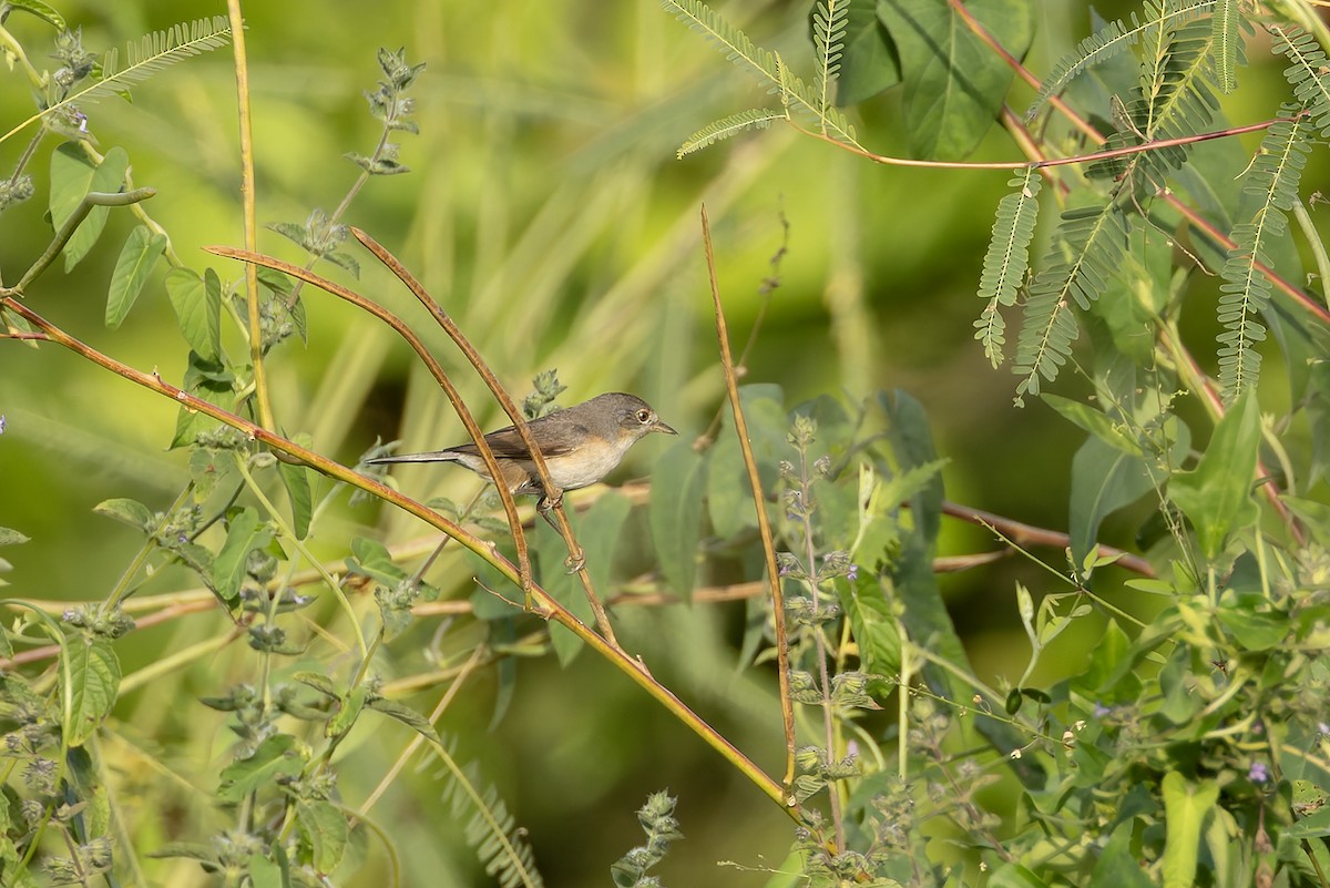 Western Subalpine Warbler - ML645642890