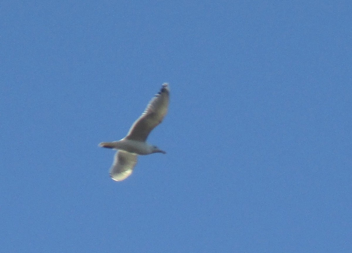 Caspian Gull - ML645642899