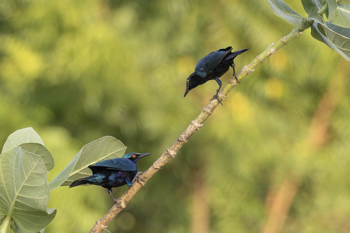 Мерл зелений - ML645642904