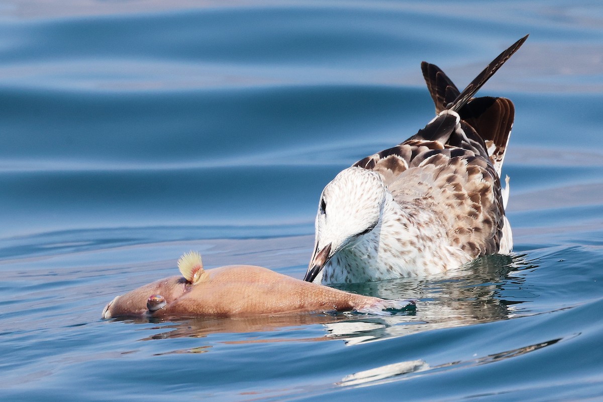 Kaio iluna - ML645642906