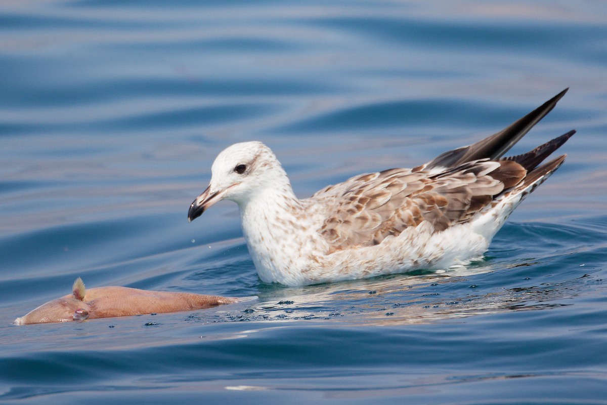 Kaio iluna - ML645642907