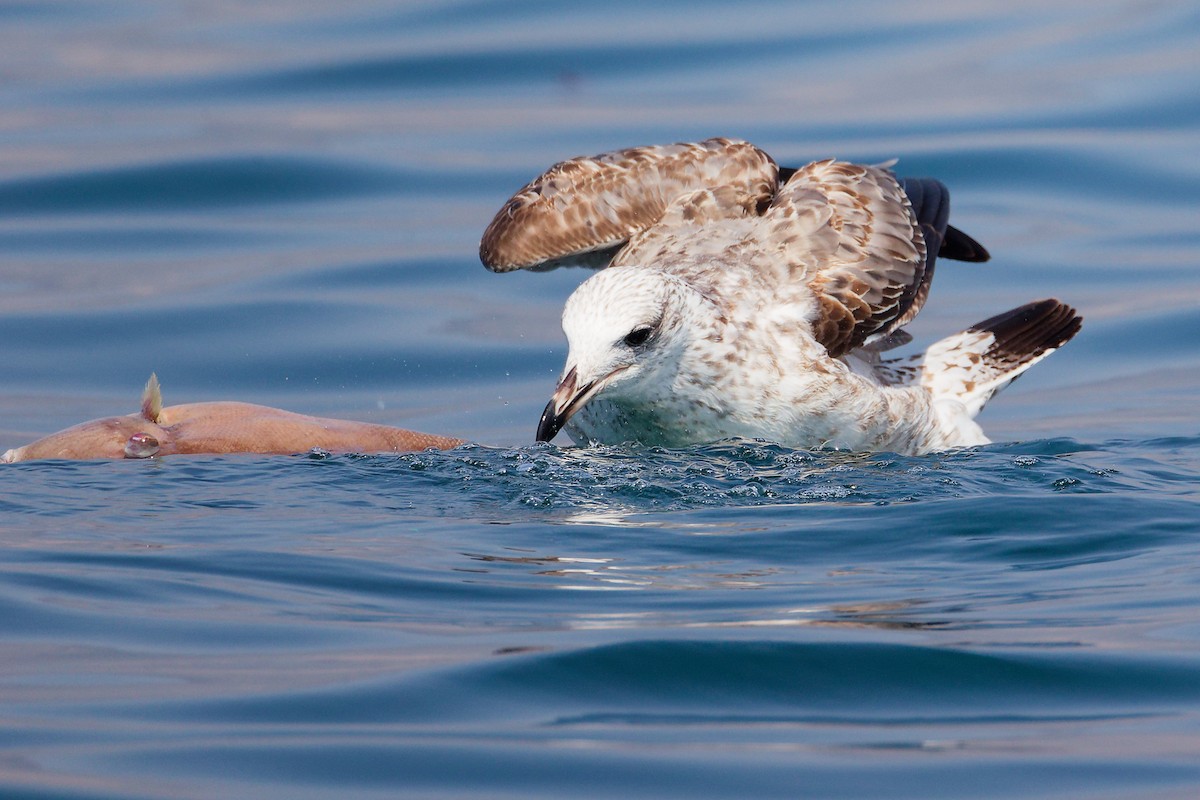 Kaio iluna - ML645642908