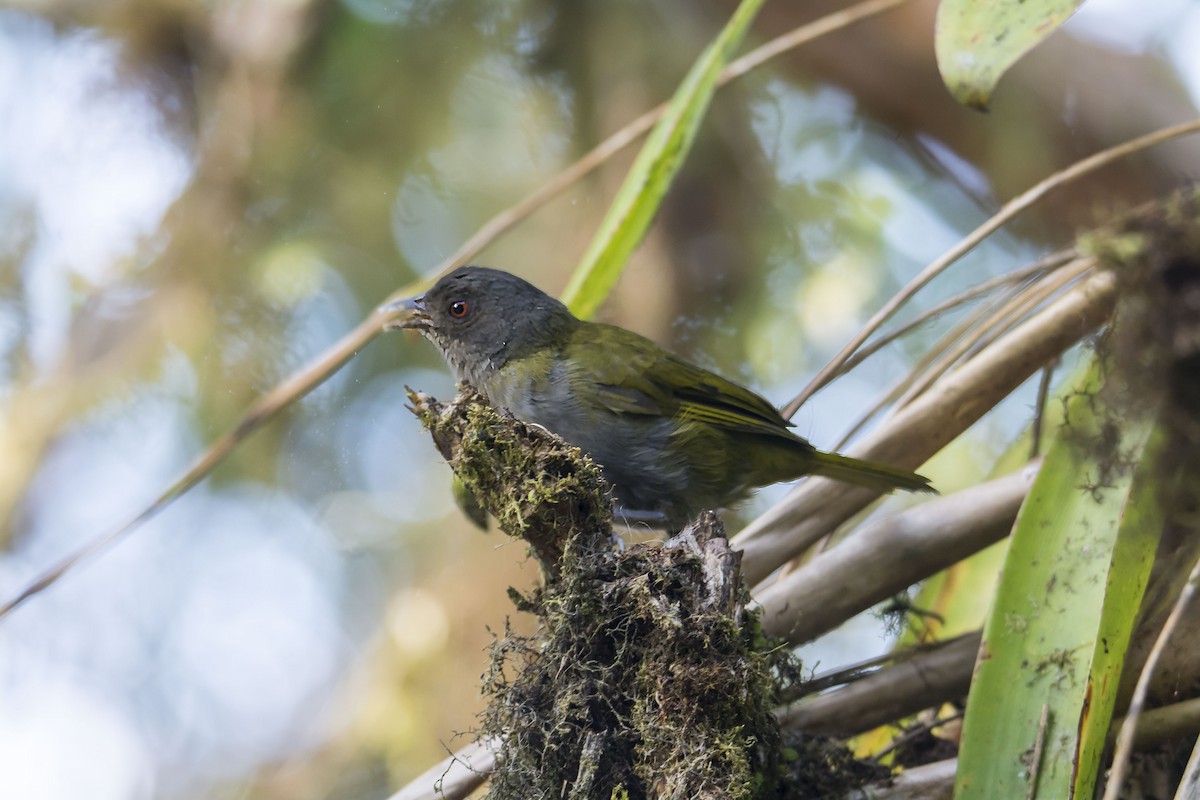 Dusky Chlorospingus - ML645642909
