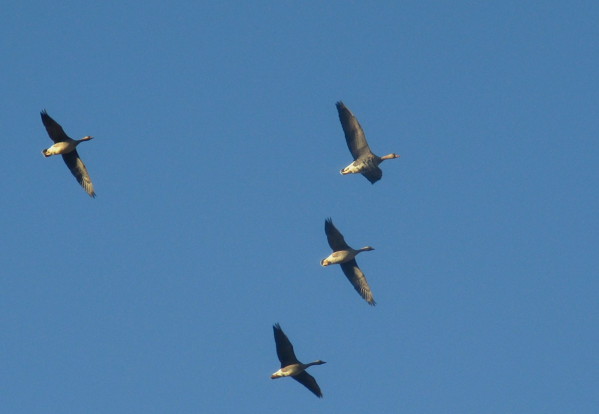 Greater White-fronted Goose - ML645642911