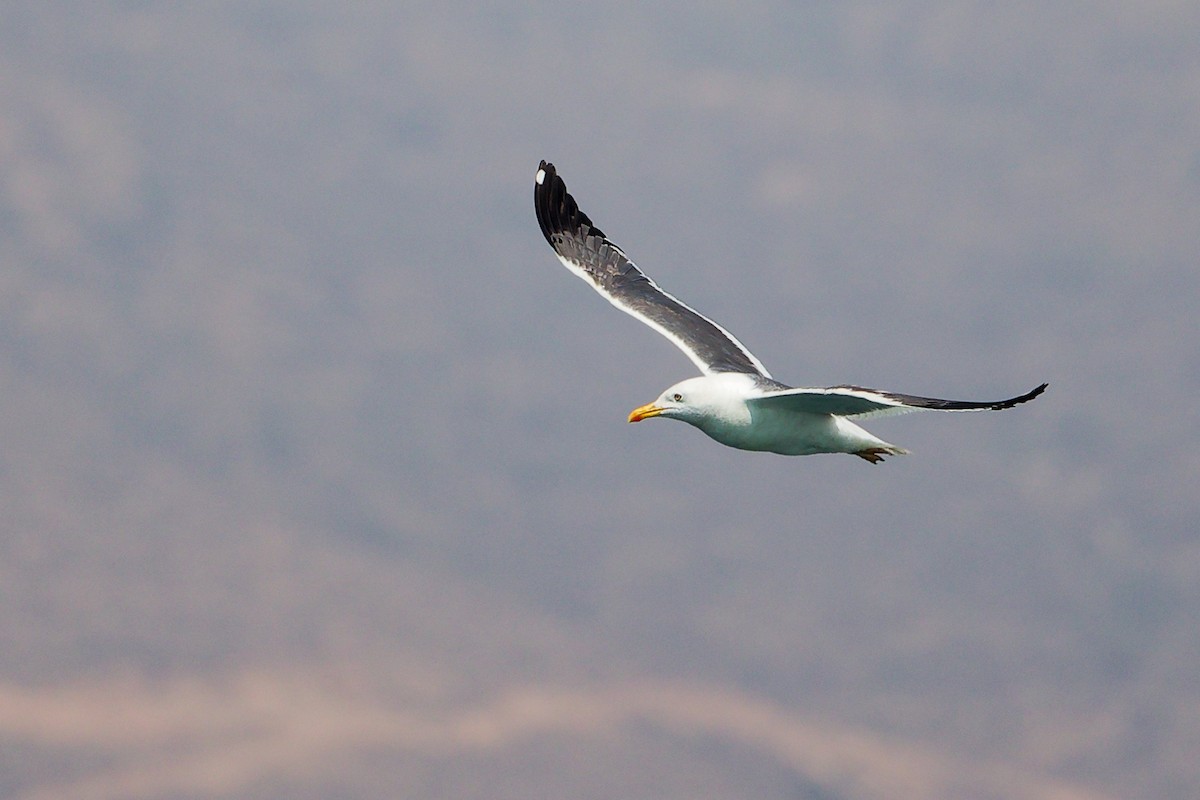 Kaio iluna - ML645642912