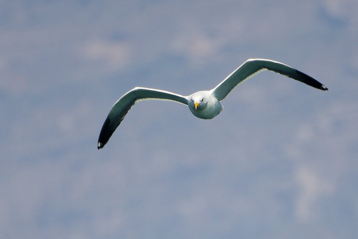 Kaio iluna - ML645642913