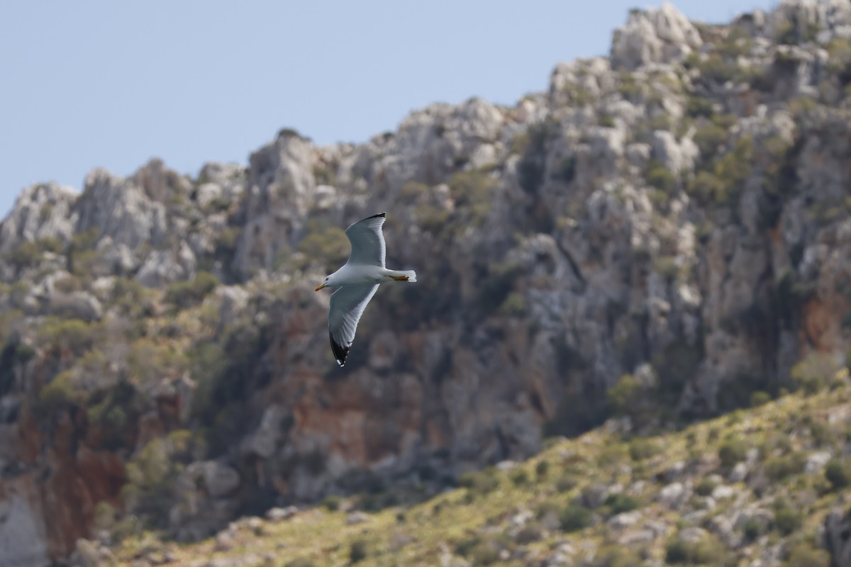 racek středomořský - ML645642924