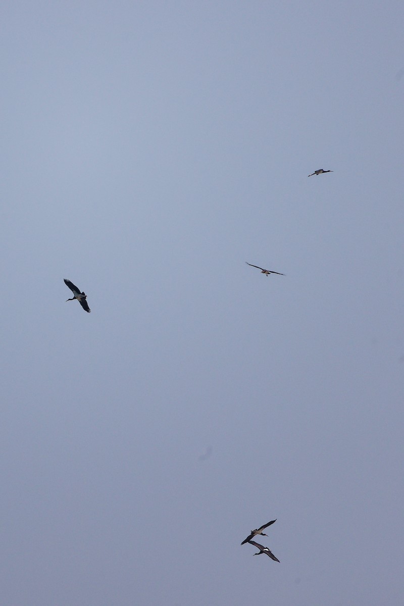 Abdim's Stork - ML645642926