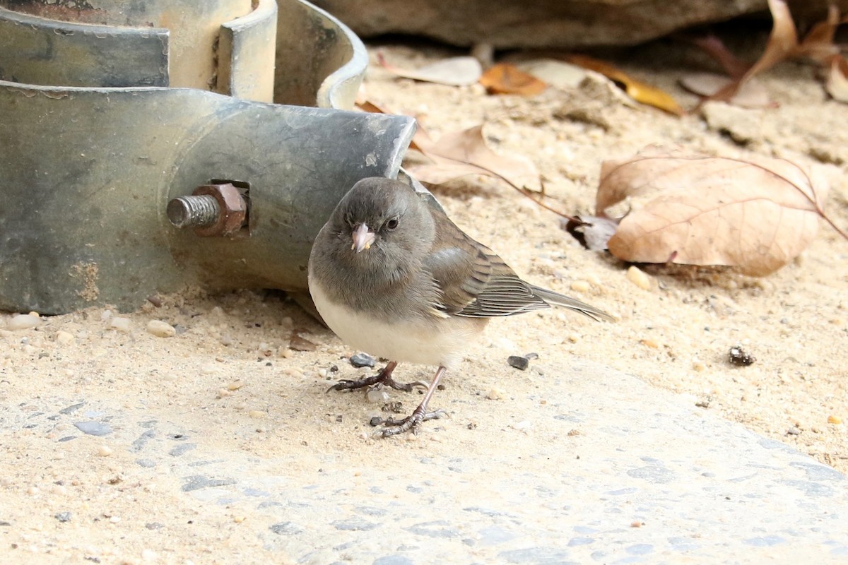Dark-eyed Junco (Slate-colored) - ML645642931