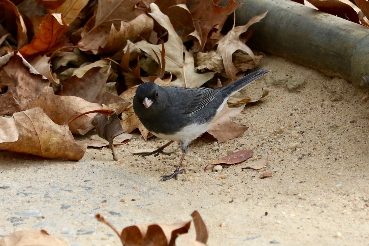 Dark-eyed Junco (Slate-colored) - ML645642932