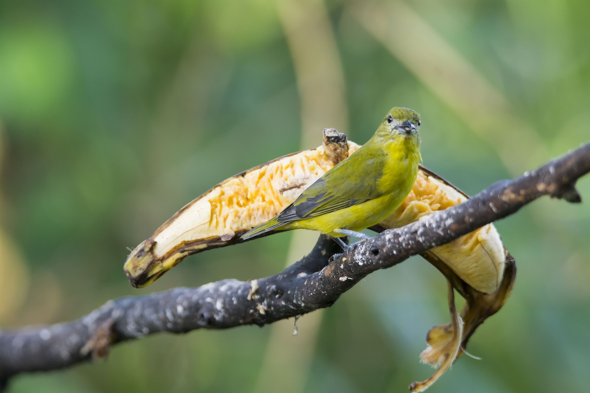 Гутурама західна - ML645642945