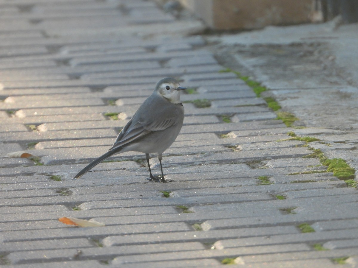 Плиска біла - ML645642946