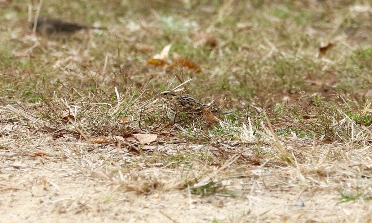 Пасовник савановий - ML645642947