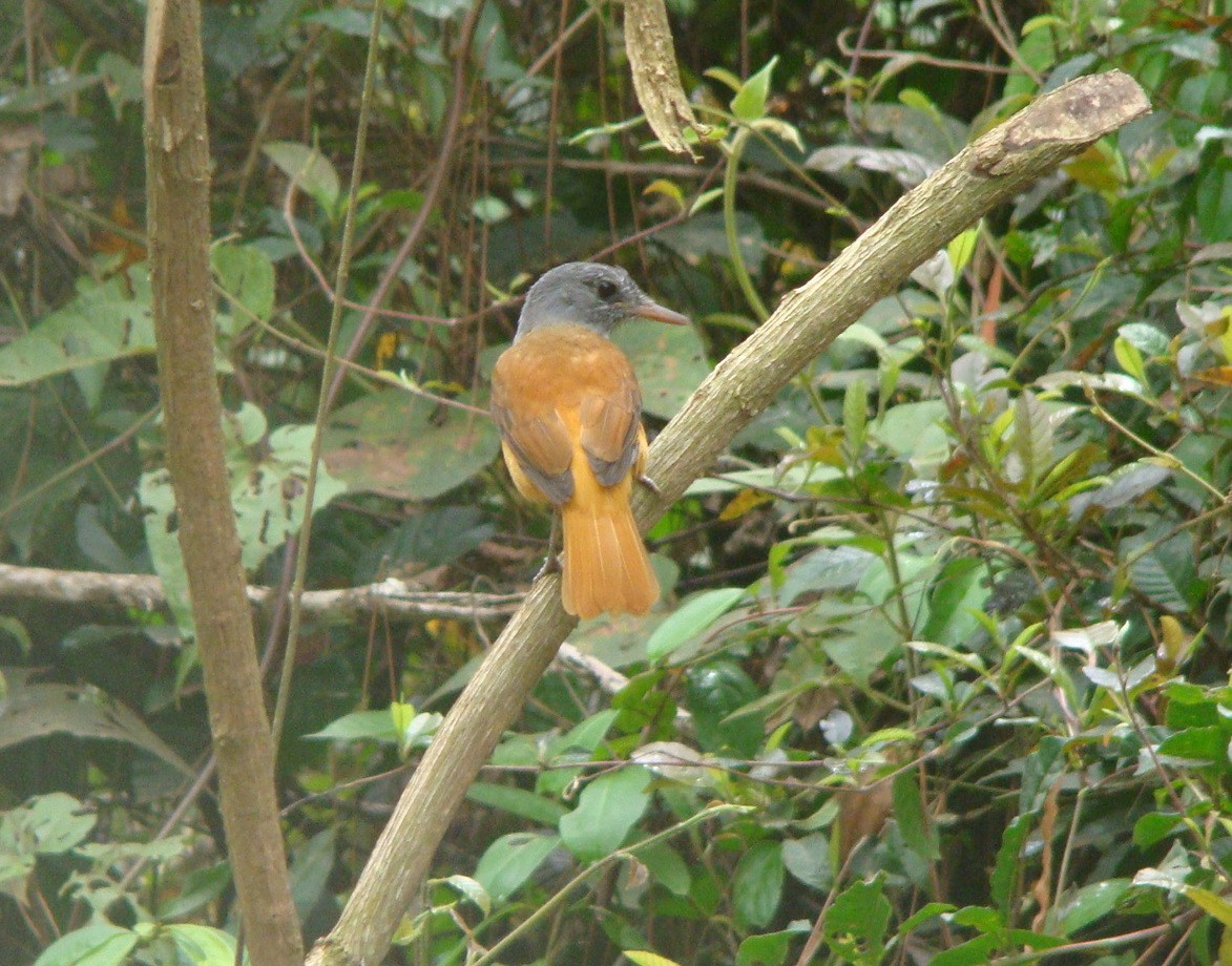 Атіла сіроголовий - ML645642948