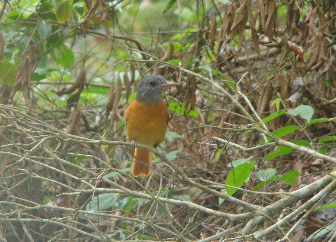 Атіла сіроголовий - ML645642949