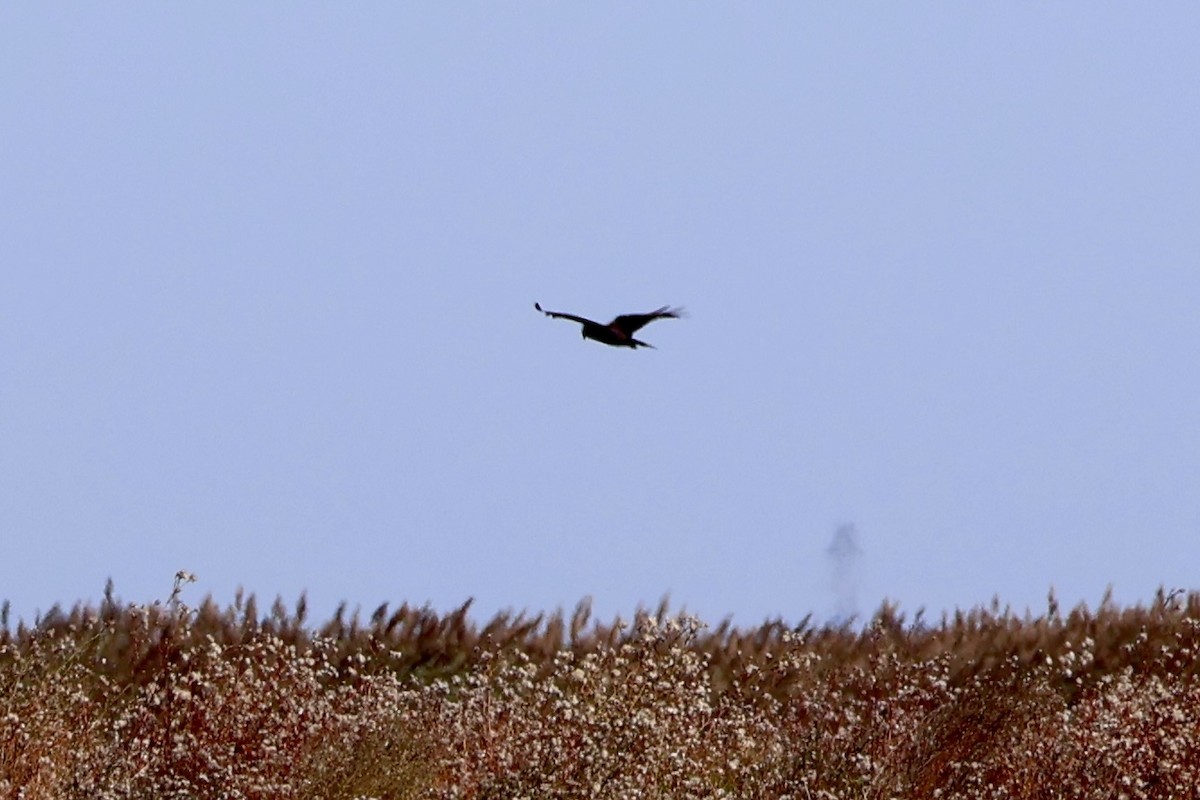 Лунь очеретяний - ML645642950