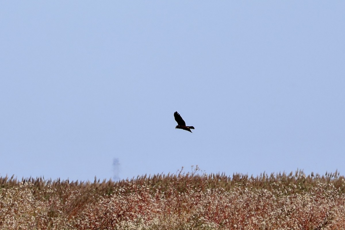 Лунь очеретяний - ML645642951