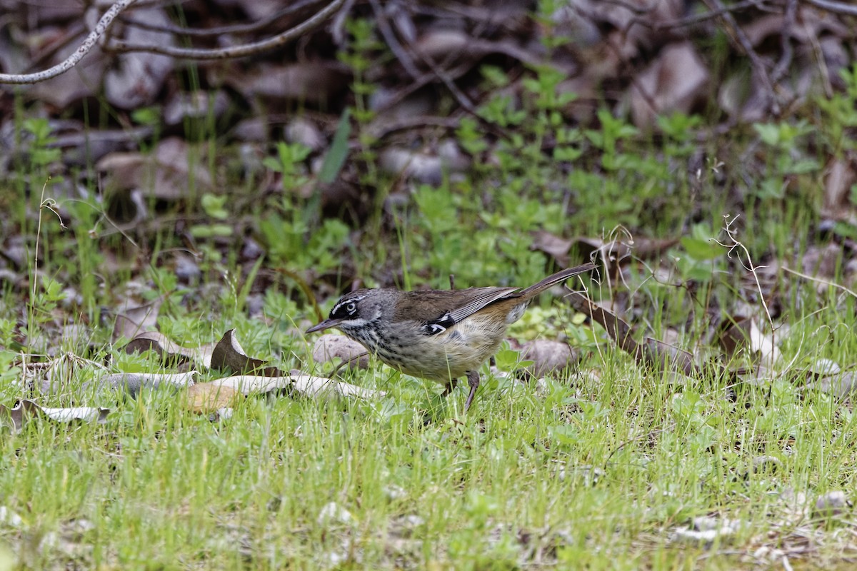 Кущовик плямистоволий - ML645642952