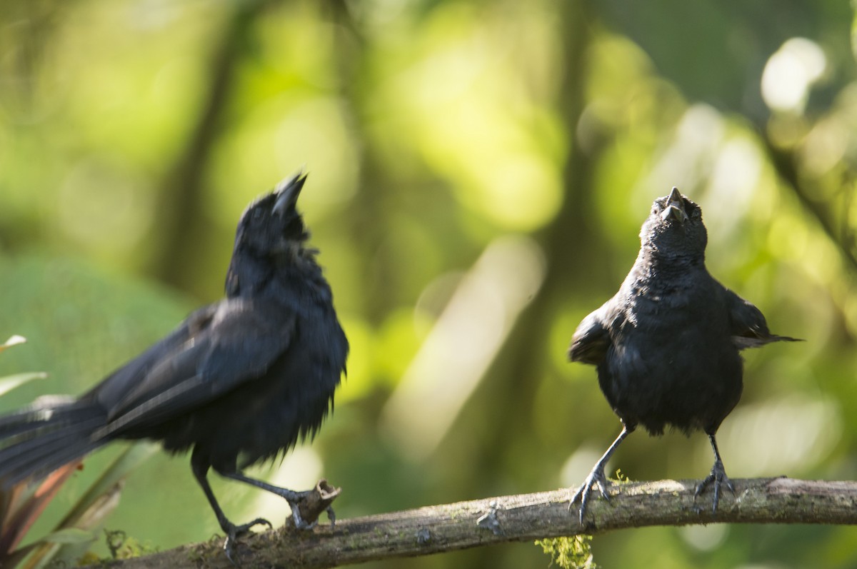 Scrub Blackbird - ML645642953