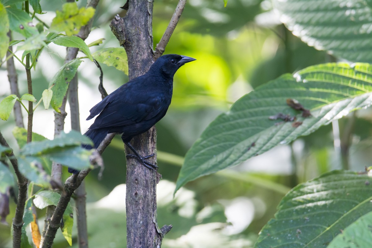 Вашер синій - ML645642954